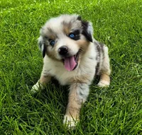 AKC Oreo (Male), a male Australian Shepherd for sale in Springfield, MO – 5 of 6