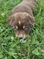 AKC Chip, a male Australian Shepherd for sale in Springfield, MO – 1 of 9