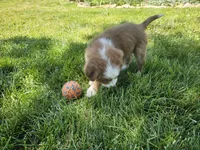 AKC Risk, a female Australian Shepherd for sale in Springfield, MO – 8 of 10