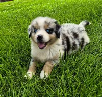 AKC Oreo (Male), a male Australian Shepherd for sale in Springfield, MO – 6 of 6