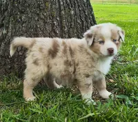 AKC S'more (Male), a male Australian Shepherd for sale in Springfield, MO – 4 of 5