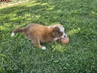 AKC Risk, a female Australian Shepherd for sale in Springfield, MO – 10 of 10
