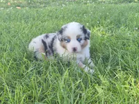AKC Sparky (Male), a male Australian Shepherd for sale in Springfield, MO – 5 of 8