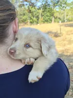 AKC Private (Male), a male Australian Shepherd for sale in Springfield, MO – 2 of 3