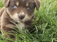 AKC Chip, a male Australian Shepherd for sale in Springfield, MO – 2 of 9