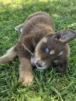 AKC Chip, a male Australian Shepherd for sale in Springfield, MO – 8 of 9