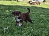 AKC Trouble (F), a female Australian Shepherd for sale in Springfield, MO – 6 of 8