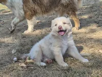 Private (AKC M), a male Australian Shepherd for sale in Springfield, MO – 6 of 9