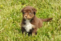 AKC Trouble (F), a female Australian Shepherd for sale in Springfield, MO – 3 of 8