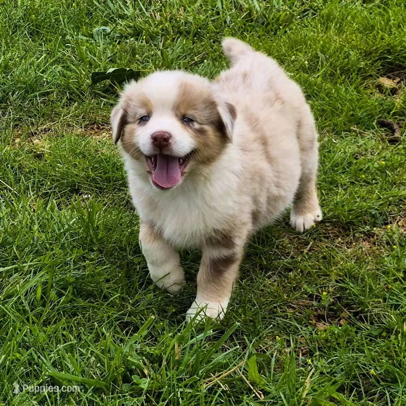 AKC S'more (Male) – Australian Shepherd puppy for sale in Springfield, MO