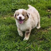 AKC S'more (Male), a male Australian Shepherd for sale in Springfield, MO – 1 of 5