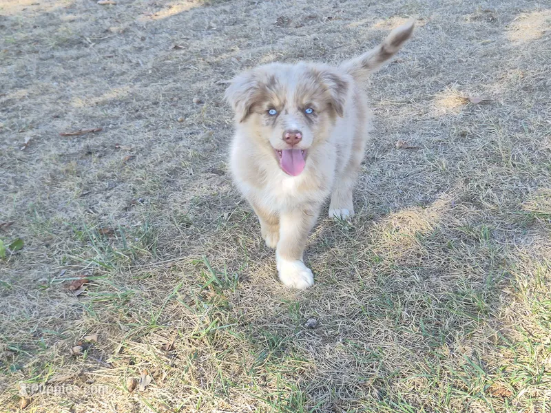 AKC Colonel (Full Tail) – Australian Shepherd puppy for sale in Springfield, MO