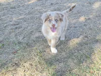 AKC Colonel (Full Tail), a male Australian Shepherd for sale in Springfield, MO – 1 of 2