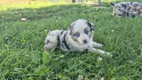 AKC Sparky (Male), a male Australian Shepherd for sale in Springfield, MO – 4 of 8