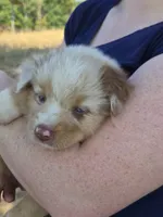 AKC Sergeant (Male), a male Australian Shepherd for sale in Springfield, MO – 6 of 7