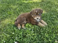 AKC Chip, a male Australian Shepherd for sale in Springfield, MO – 9 of 9