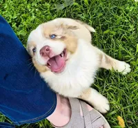 AKC S'more (Male), a male Australian Shepherd for sale in Springfield, MO – 2 of 5