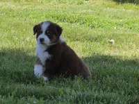 AKC Rocky (M), a male Australian Shepherd for sale in Springfield, MO – 2 of 4