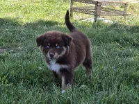 AKC Trouble (F), a female Australian Shepherd for sale in Springfield, MO – 4 of 8