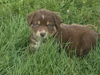 AKC Chip, a male Australian Shepherd for sale in Springfield, MO – 6 of 9