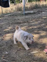 Private (AKC M), a male Australian Shepherd for sale in Springfield, MO – 7 of 9