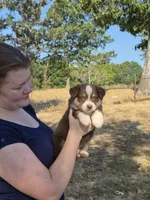 Snickers (AKC F), a female Australian Shepherd for sale in Springfield, MO – 3 of 8