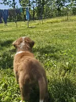 AKC Risk, a female Australian Shepherd for sale in Springfield, MO – 9 of 10