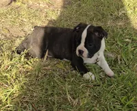 Duke, a male Boston Terrier for sale in Clute, TX – 1 of 3