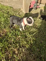 Cuju, a male Boston Terrier for sale in Clute, TX – 3 of 3