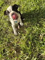 Cato, a male Boston Terrier for sale in Clute, TX – 3 of 3