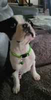 Max, a male Boston Terrier for sale in Clute, TX – 7 of 7