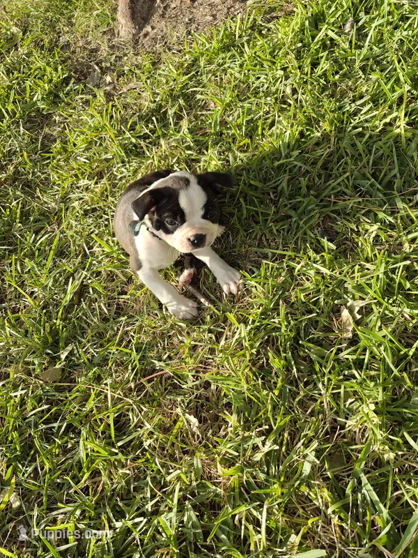 Cato – Boston Terrier puppy for sale in Clute, TX