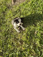 Cato, a male Boston Terrier for sale in Clute, TX – 1 of 3