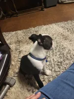 Milo, a male Boston Terrier for sale in Clute, TX – 2 of 4