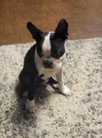 Max, a male Boston Terrier for sale in Clute, TX – 4 of 4