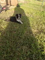 Duke, a male Boston Terrier for sale in Clute, TX – 3 of 3