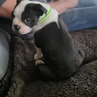 Max, a male Boston Terrier for sale in Clute, TX – 5 of 7