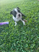 Luna, a female Boston Terrier for sale in Clute, TX – Photo 2 of 2