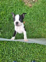 Max, a male Boston Terrier for sale in Clute, TX – 3 of 7