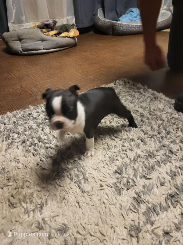 Max – Boston Terrier puppy for sale in Clute, TX