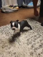 Max, a male Boston Terrier for sale in Clute, TX – Photo 3 of 4