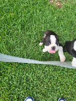 Max, a male Boston Terrier for sale in Clute, TX – 4 of 7