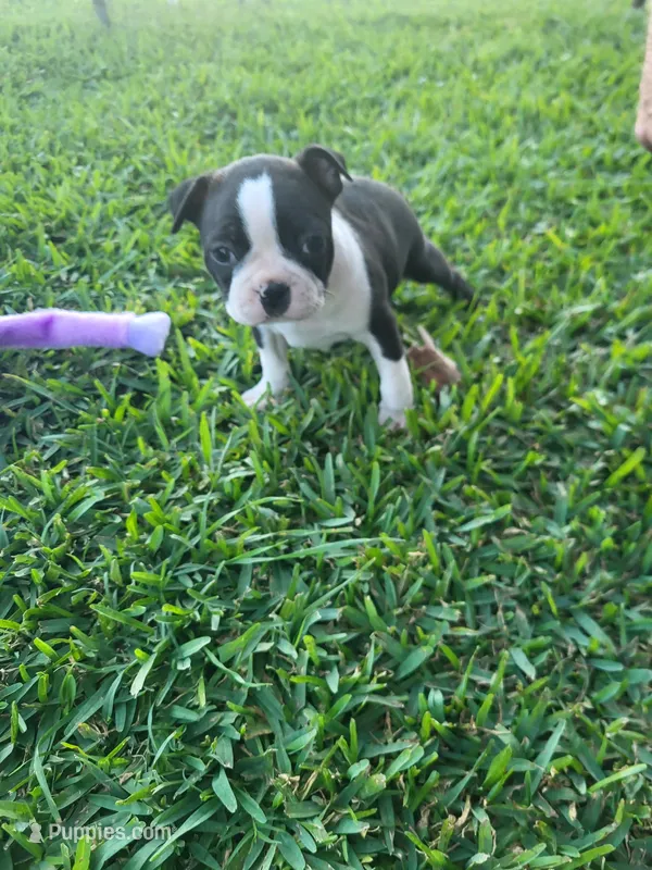 Luna – Boston Terrier puppy for sale in Clute, TX