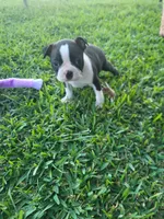 Luna, a female Boston Terrier for sale in Clute, TX – Photo 1 of 2