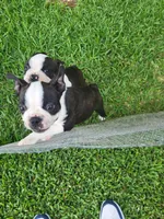 Max, a male Boston Terrier for sale in Clute, TX – 2 of 7