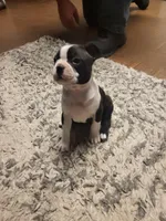 Max, a male Boston Terrier for sale in Clute, TX – Photo 4 of 4