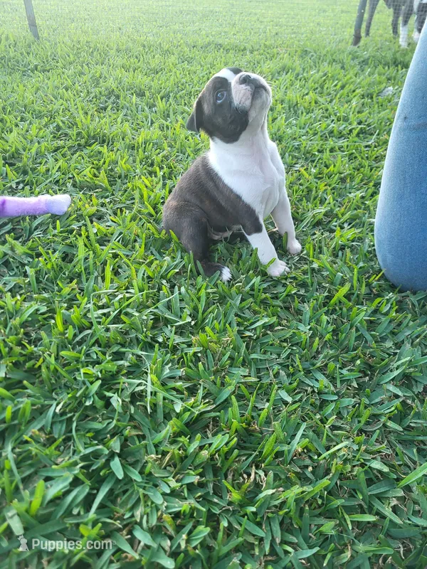 Sadie – Boston Terrier puppy for sale in Clute, TX