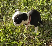 Cuju, a male Boston Terrier for sale in Clute, TX – 2 of 3