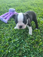 Milo, a male Boston Terrier for sale in Clute, TX – Photo 2 of 2
