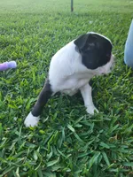 Milo, a male Boston Terrier for sale in Clute, TX – Photo 1 of 2